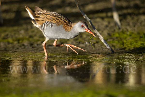 Wasserralle (Rallus aquaticus)