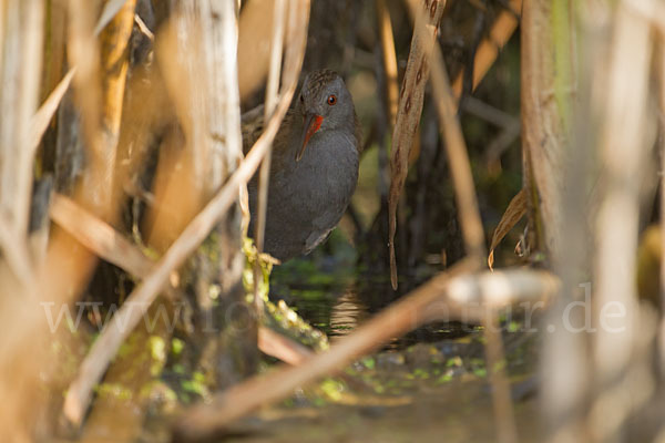 Wasserralle (Rallus aquaticus)