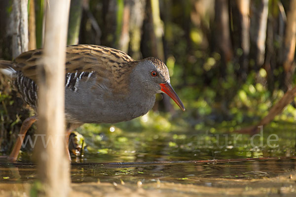 Wasserralle (Rallus aquaticus)