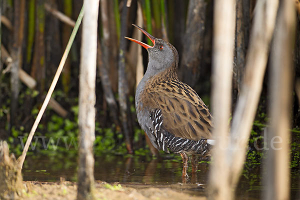 Wasserralle (Rallus aquaticus)