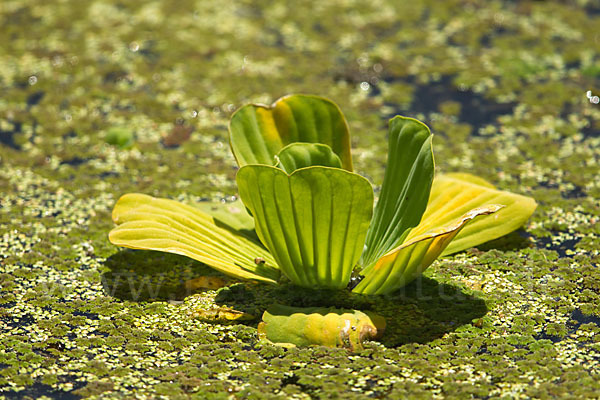 Wassersalat (Pistia stratiotes)