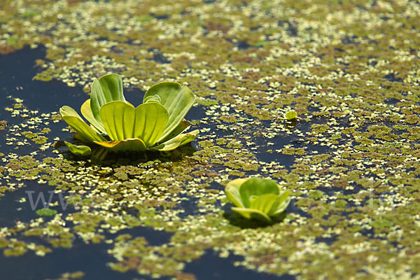 Wassersalat (Pistia stratiotes)