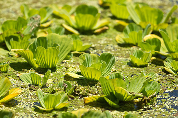 Wassersalat (Pistia stratiotes)