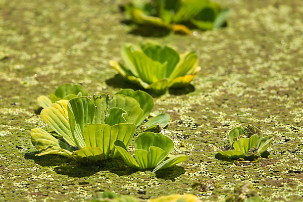 Wassersalat (Pistia stratiotes)