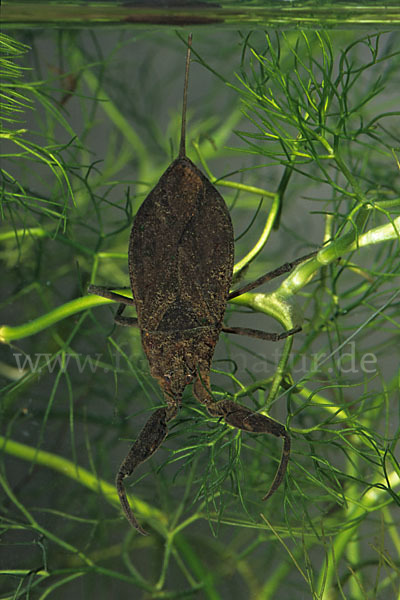 Wasserskorpion (Nepa cinerea)