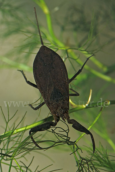 Wasserskorpion (Nepa cinerea)