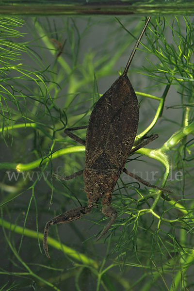 Wasserskorpion (Nepa cinerea)