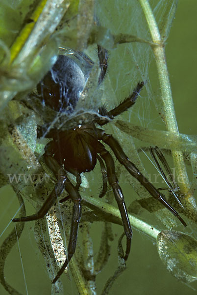 Wasserspinne (Argyroneta  aquatica)