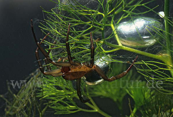 Wasserspinne (Argyroneta  aquatica)