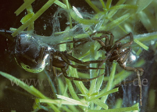 Wasserspinne (Argyroneta  aquatica)