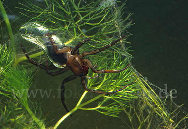 Wasserspinne (Argyroneta  aquatica)