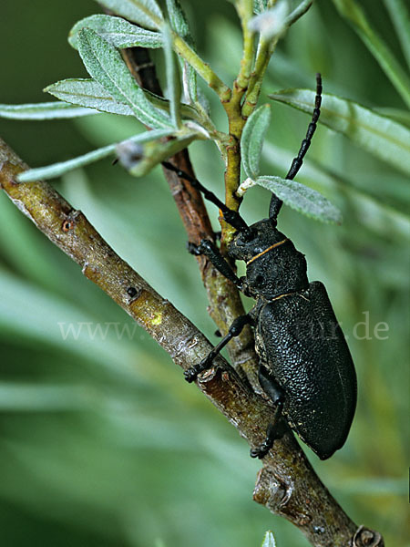 Weberbock (Lamia textor)