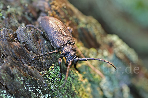 Weberbock (Lamia textor)