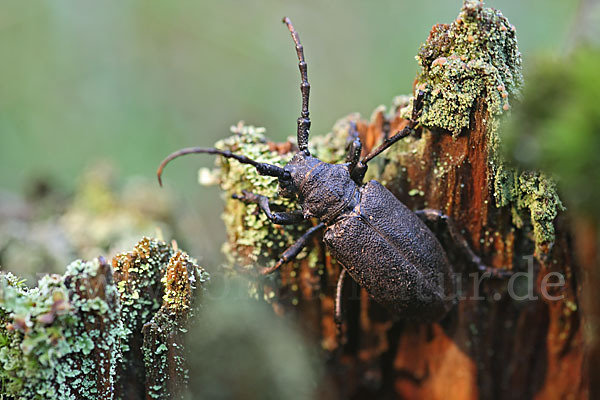 Weberbock (Lamia textor)