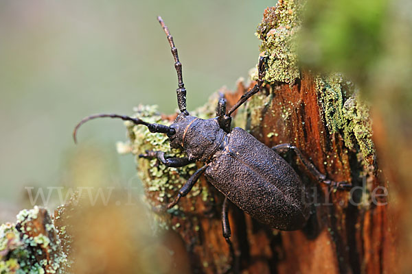 Weberbock (Lamia textor)