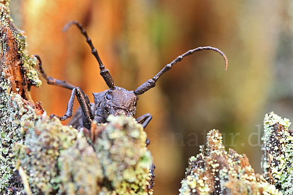 Weberbock (Lamia textor)