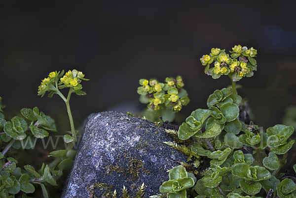 Wechselblättriges Milzkraut (Chrysosplenium alternifolium)