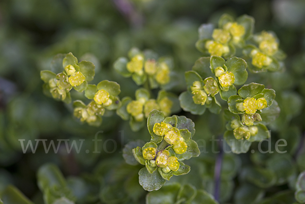 Wechselblättriges Milzkraut (Chrysosplenium alternifolium)