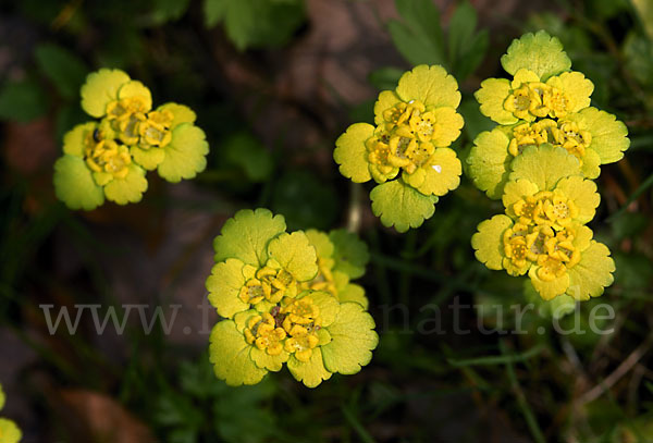 Wechselblättriges Milzkraut (Chrysosplenium alternifolium)