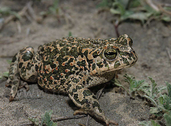 Wechselkröte (Bufo viridis)