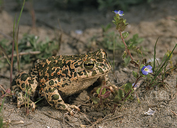 Wechselkröte (Bufo viridis)