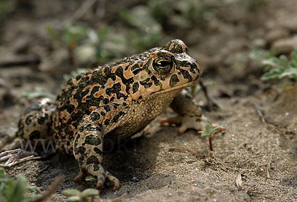 Wechselkröte (Bufo viridis)