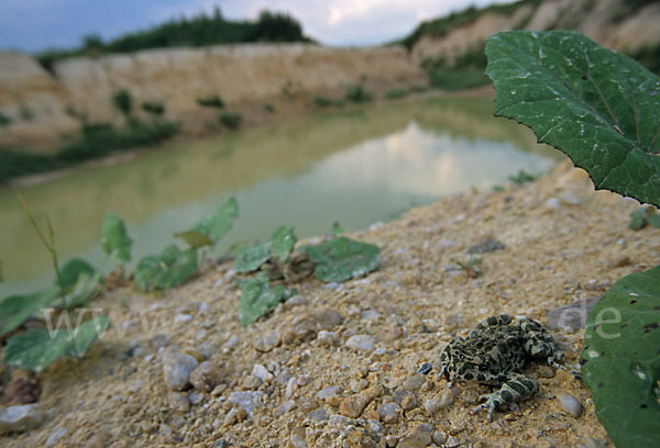 Wechselkröte (Bufo viridis)