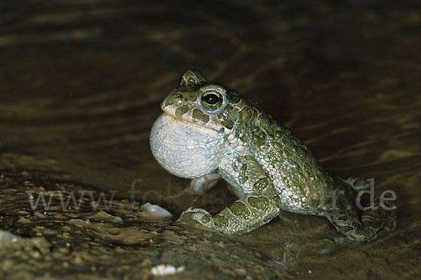 Wechselkröte (Bufo viridis)