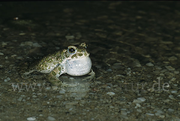 Wechselkröte (Bufo viridis)