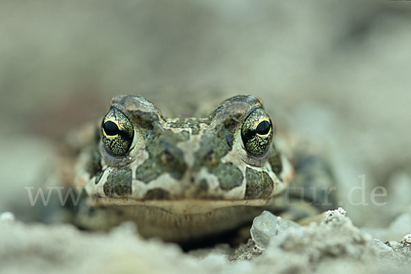 Wechselkröte (Bufo viridis)