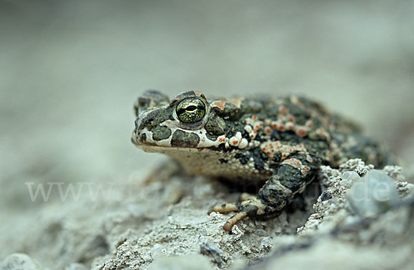 Wechselkröte (Bufo viridis)