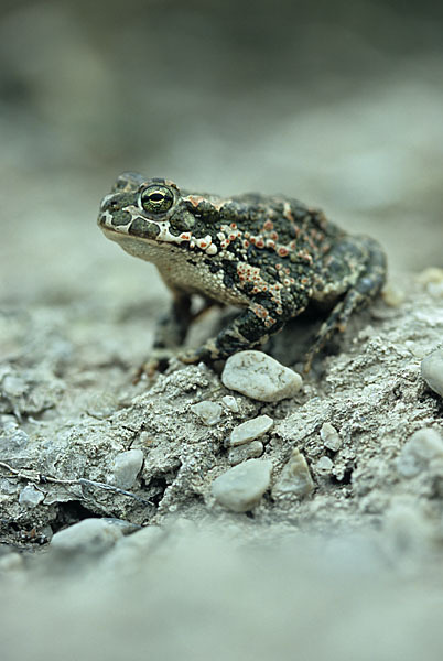 Wechselkröte (Bufo viridis)