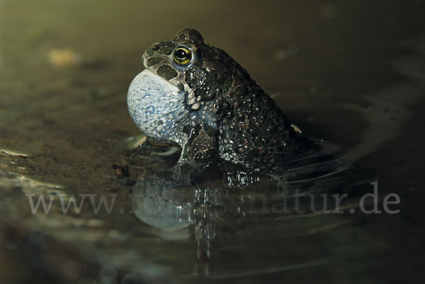 Wechselkröte (Bufo viridis)