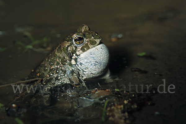 Wechselkröte (Bufo viridis)