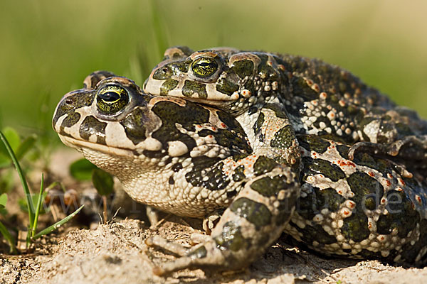 Wechselkröte (Bufo viridis)