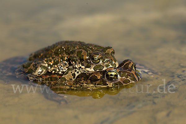 Wechselkröte (Bufo viridis)