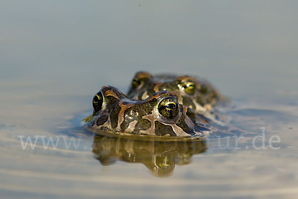 Wechselkröte (Bufo viridis)