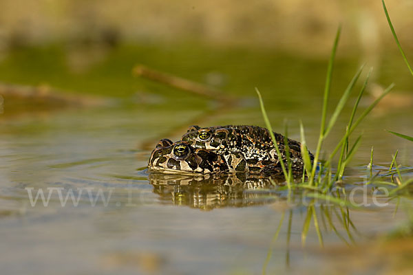 Wechselkröte (Bufo viridis)