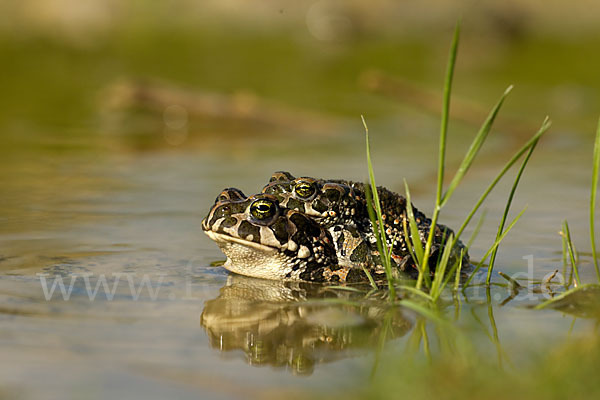 Wechselkröte (Bufo viridis)