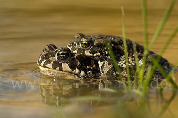 Wechselkröte (Bufo viridis)