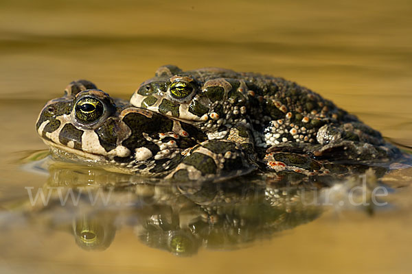 Wechselkröte (Bufo viridis)