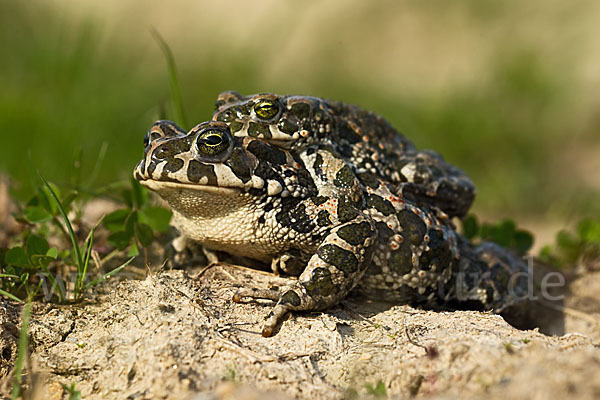 Wechselkröte (Bufo viridis)