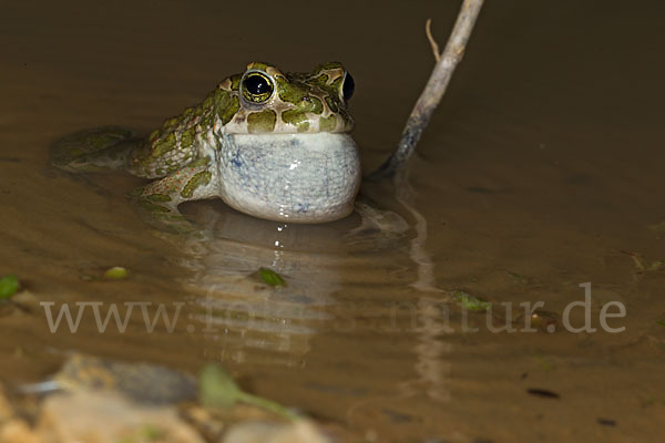 Wechselkröte (Bufo viridis)