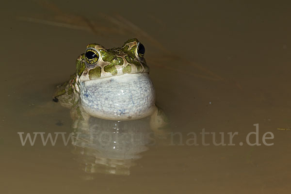 Wechselkröte (Bufo viridis)