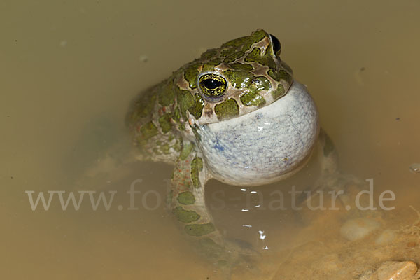 Wechselkröte (Bufo viridis)