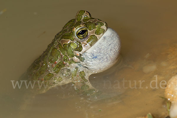 Wechselkröte (Bufo viridis)