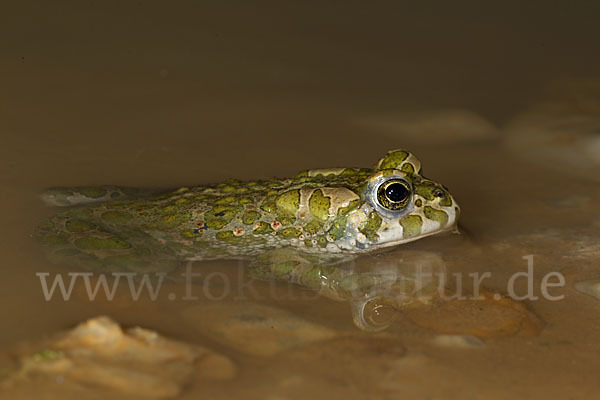 Wechselkröte (Bufo viridis)