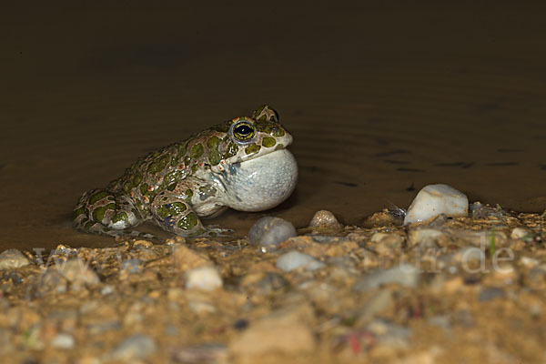 Wechselkröte (Bufo viridis)