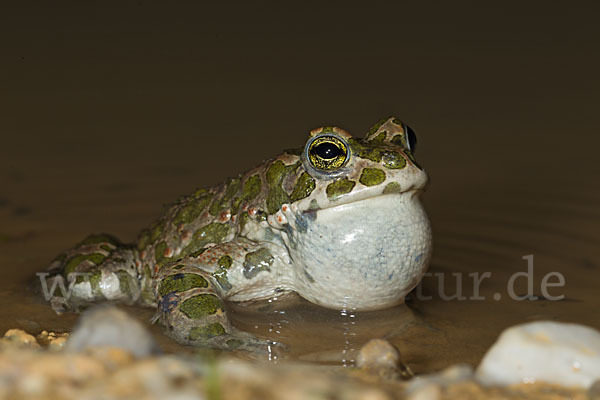 Wechselkröte (Bufo viridis)