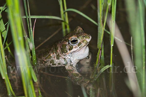 Wechselkröte (Bufo viridis)